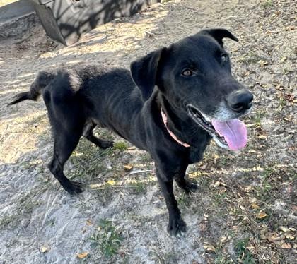 Donny, a Adoptable mixed breed in Inverness, FL image 1/3