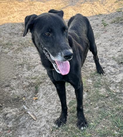 Donny, a Adoptable mixed breed in Inverness, FL image 2/3