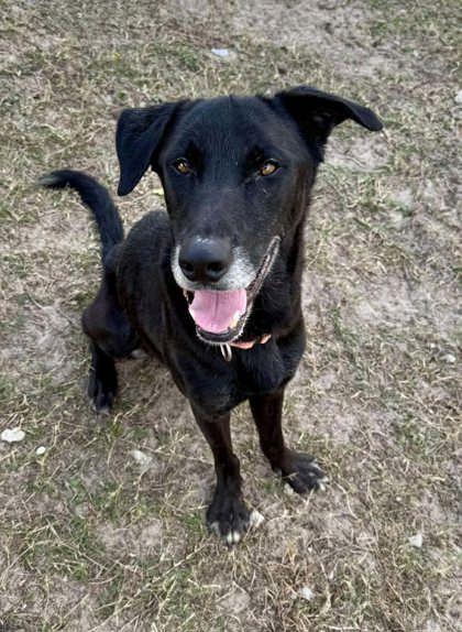 Donny, a Adoptable mixed breed in Inverness, FL image 3/3