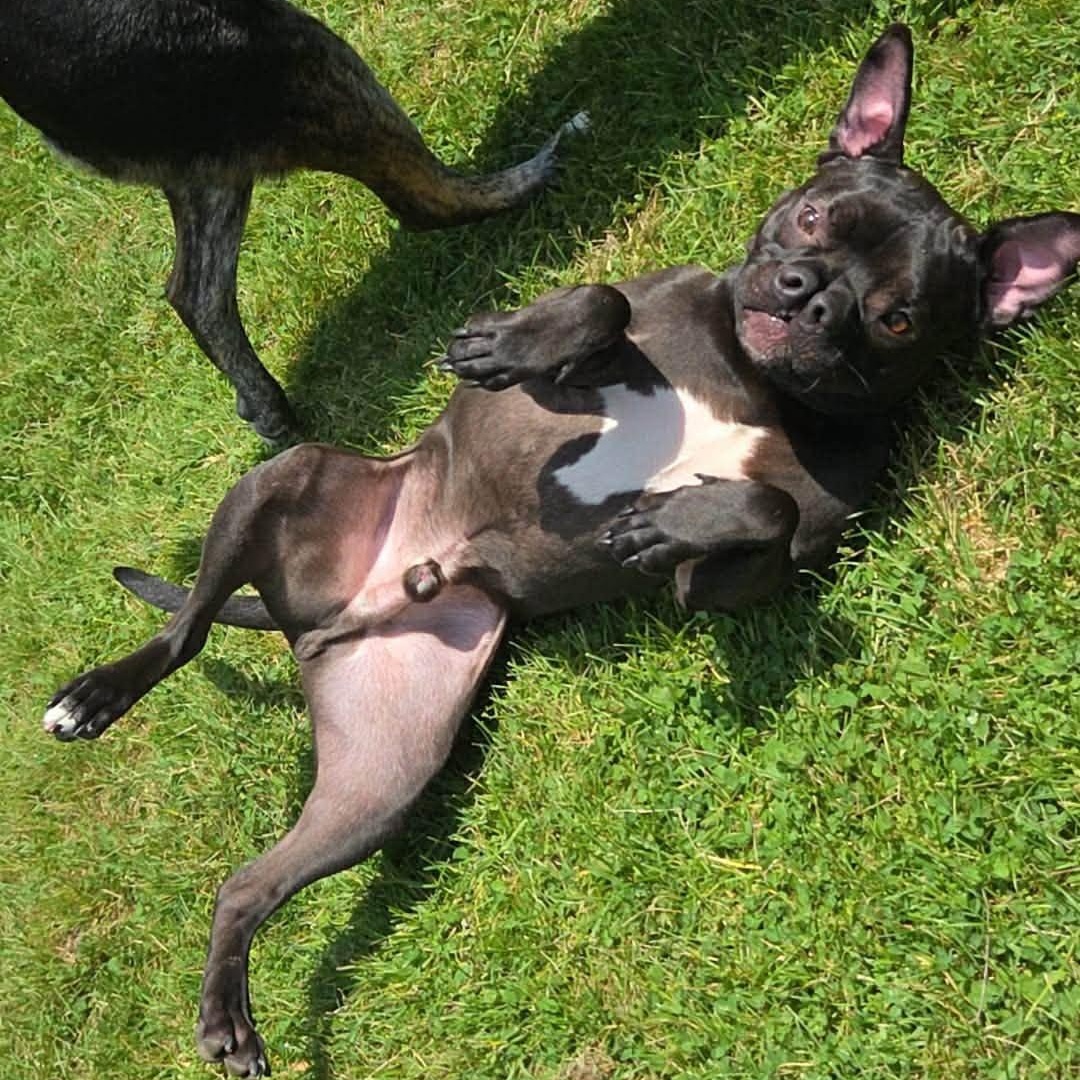 Enlarge Doobie, a ADOPTABLE Pit Bull Terrier in Alma, MI image 2/2