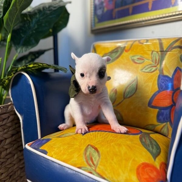 Snowball White — thumbnail 2