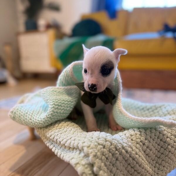 Snowball White — thumbnail 5