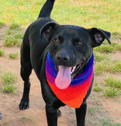 Enlarge Chance $85, a Adoptable mixed breed in Seneca, SC image 1/3