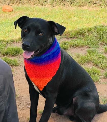 Enlarge Chance $85, a Adoptable mixed breed in Seneca, SC image 3/3