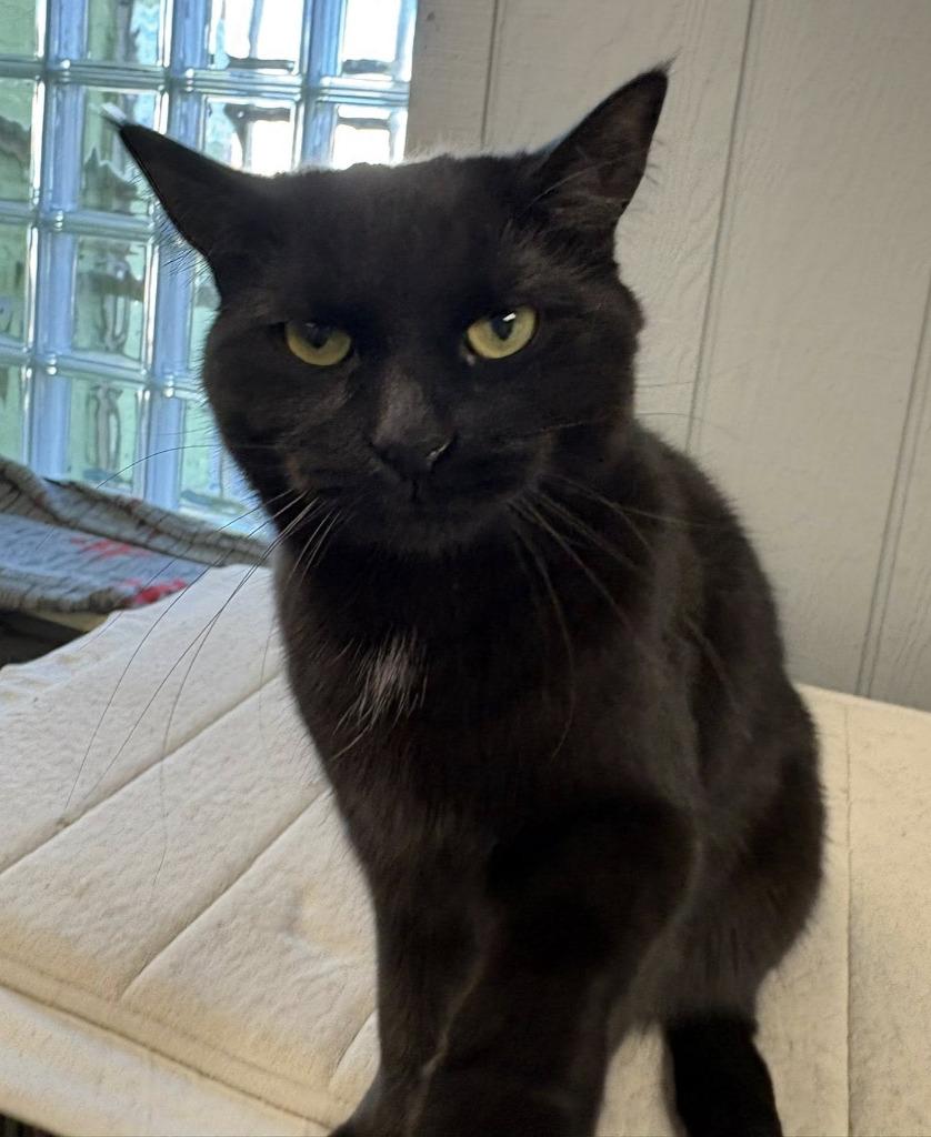 Rhubarb, Adopted, Young Female Domestic Short Hair.