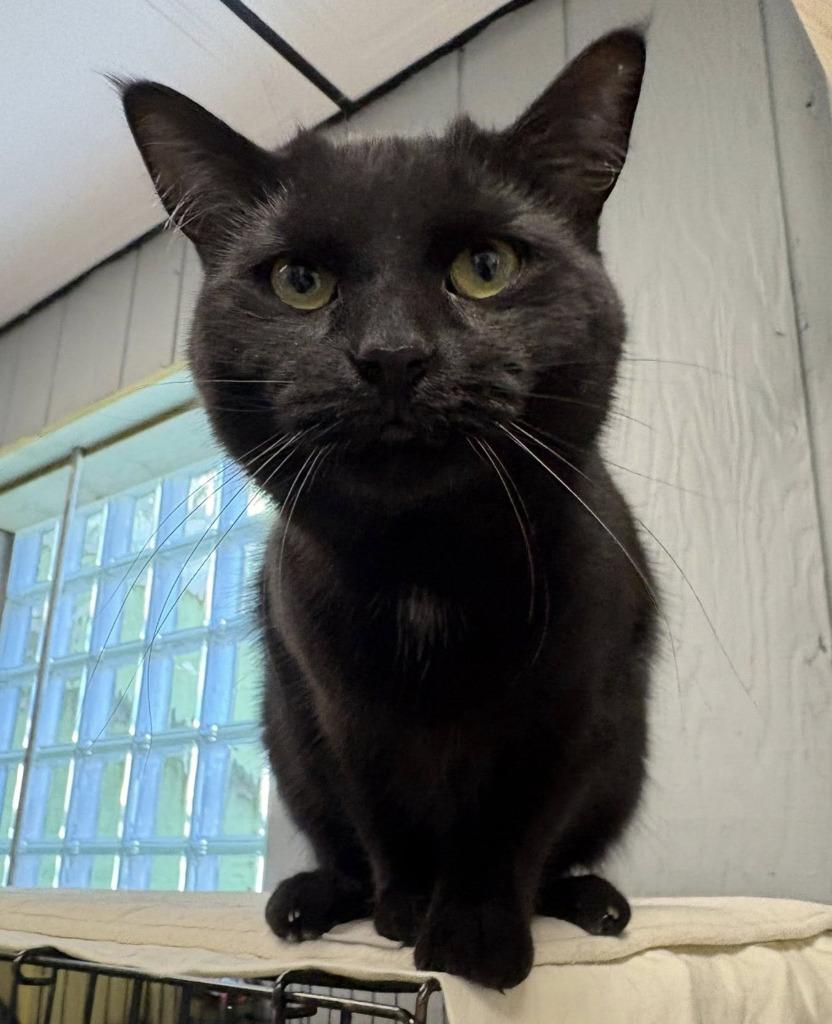 Enlarge Athena, a Adopted mixed breed in Warren, MI image 2/2