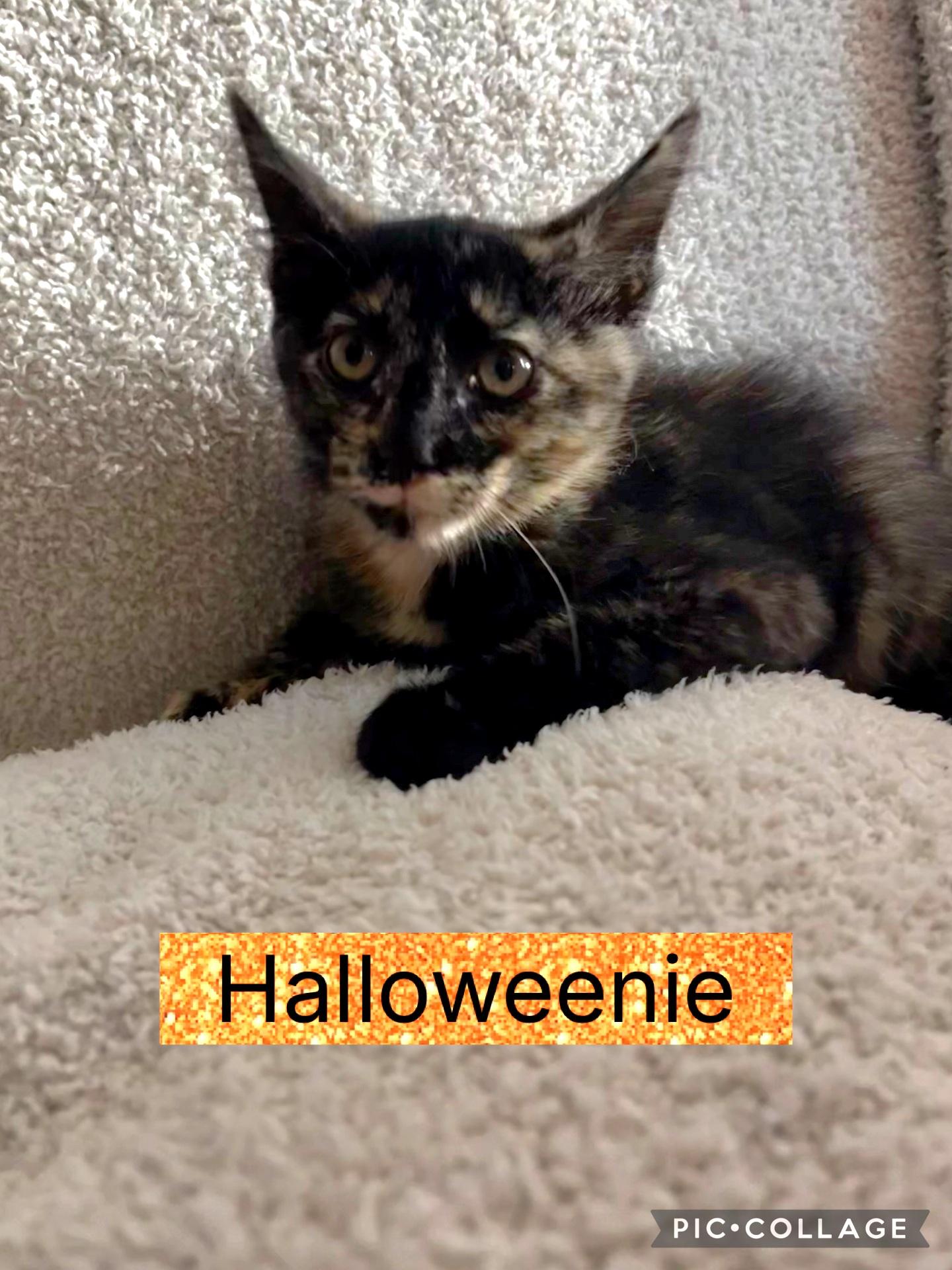 Enlarge Halloweenie, a Adoptable Domestic Short Hair in Blue Springs, MO image 1/1