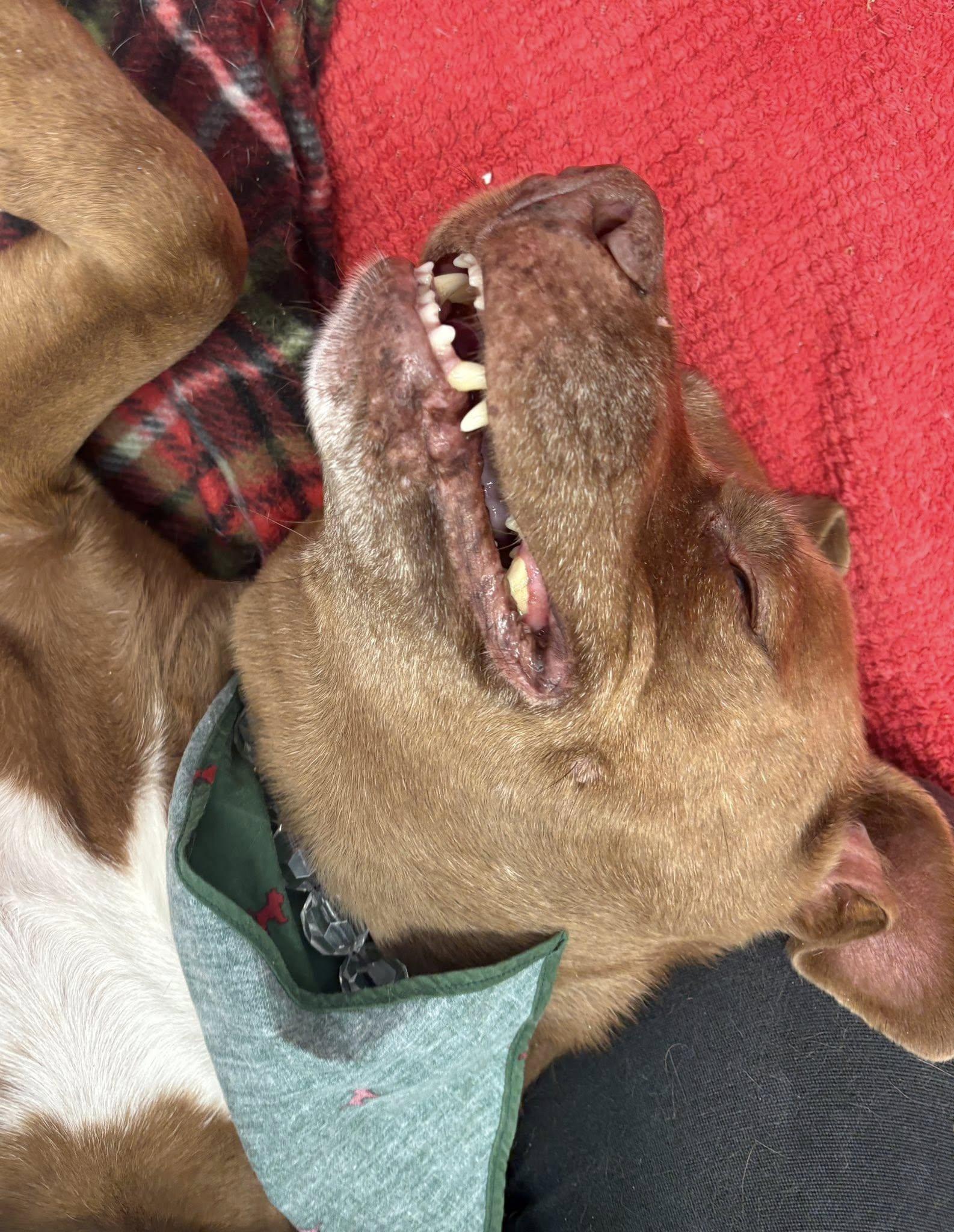 Coco, a Adoptable mixed breed in Oxford, MI image 1/6