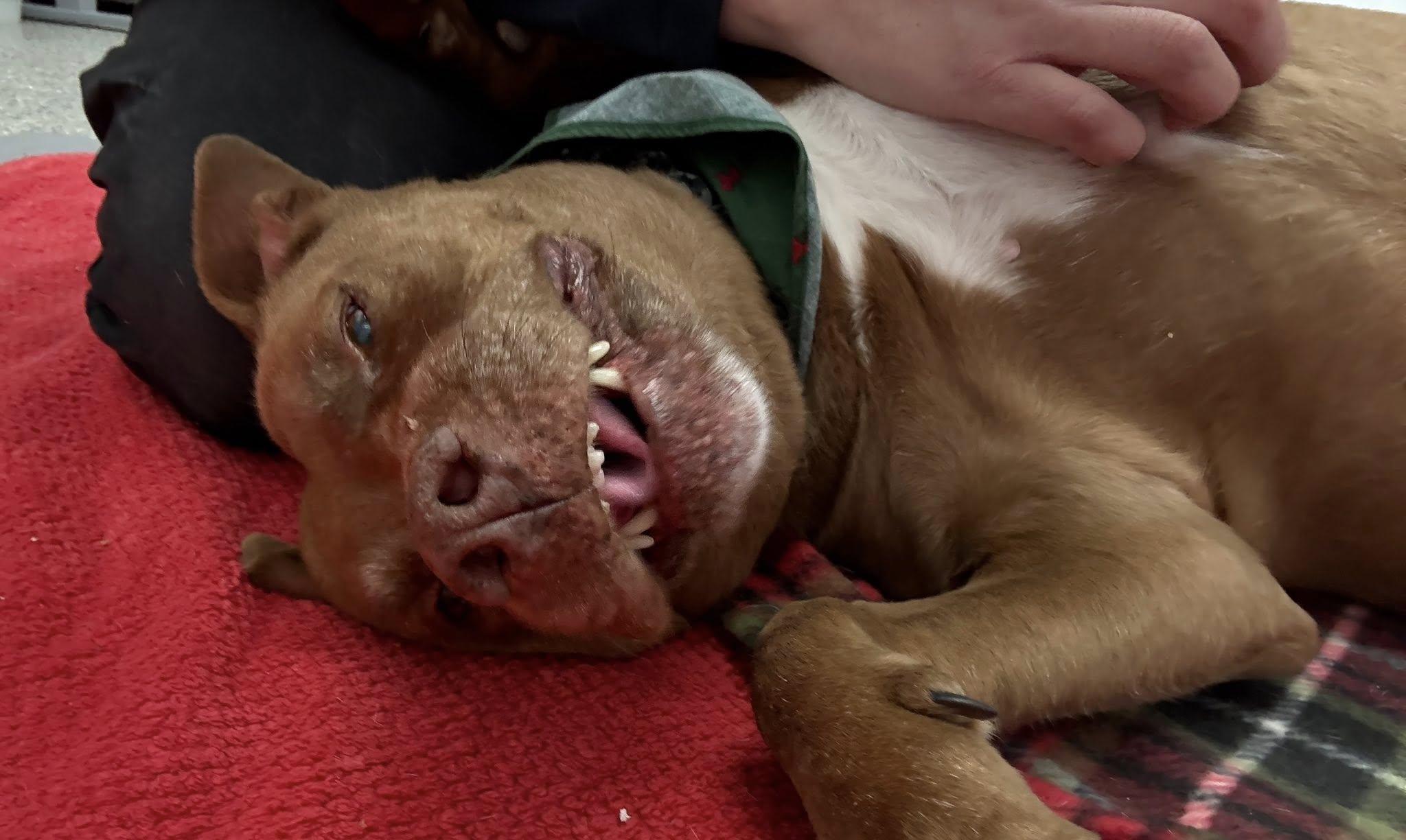 Coco, a Adoptable mixed breed in Oxford, MI image 5/6