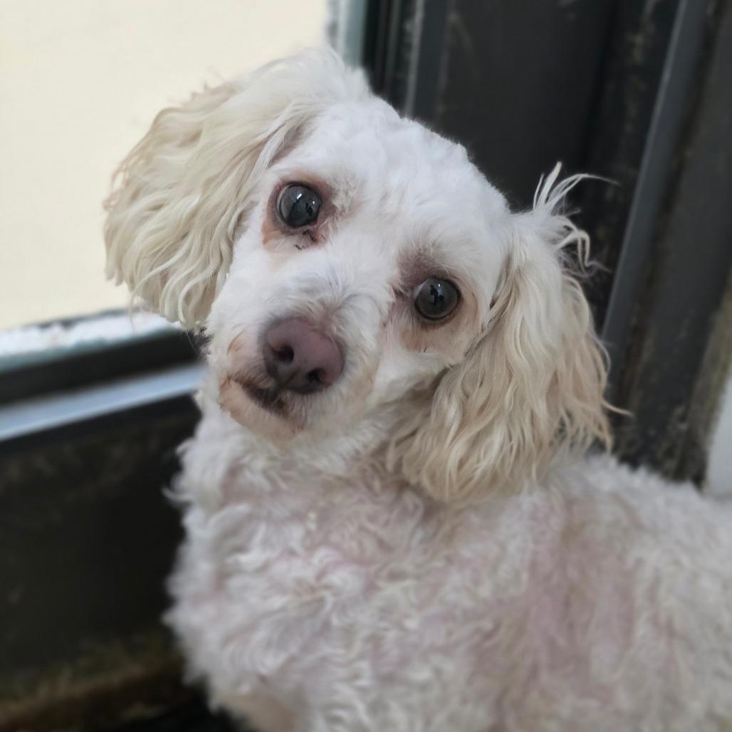 Casper - Chino Hills Location, Adoptable, Adult Male Maltese & Poodle.