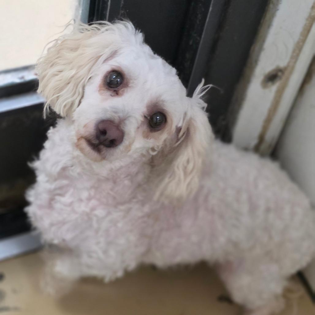 Enlarge Casper - Chino Hills Location, a Adoptable mixed breed in Chino Hills, CA image 2/3
