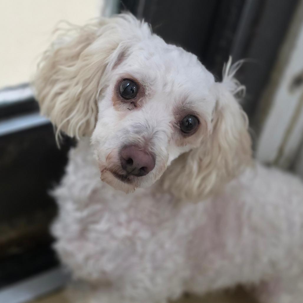 Enlarge Casper - Chino Hills Location, a Adoptable mixed breed in Chino Hills, CA image 3/3