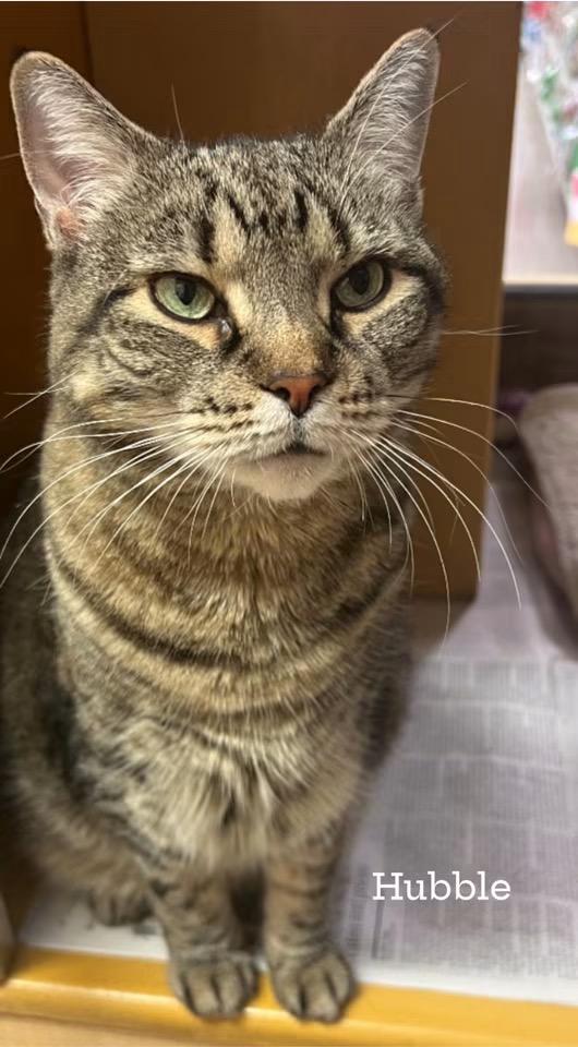Hubble, Adoptable, Senior Female Domestic Short Hair.