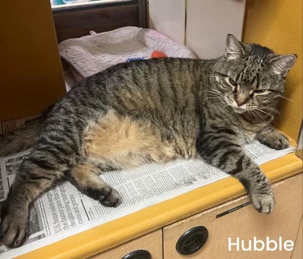 Enlarge Hubble, a Adoptable Domestic Short Hair in Turnersville, NJ image 3/3