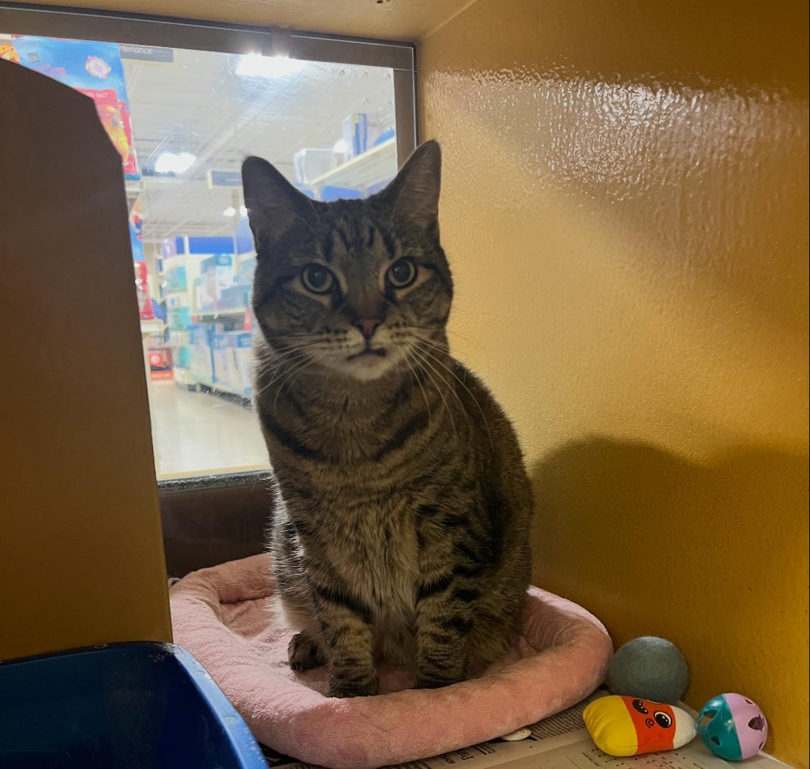 Enlarge Hubble, a Adoptable Domestic Short Hair in Turnersville, NJ image 1/1