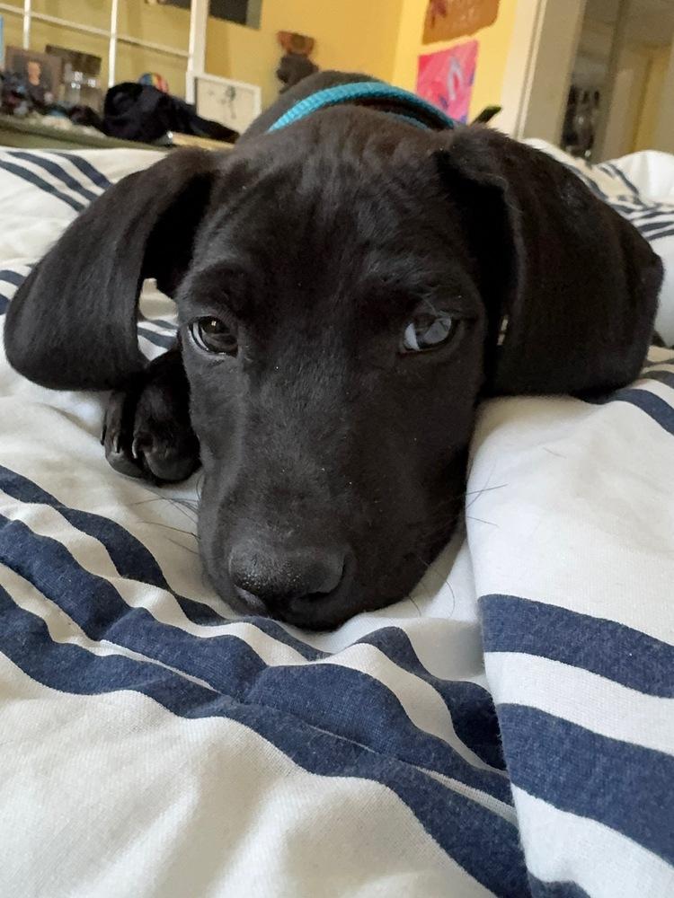 Comet (Winter Wonderland Litter)