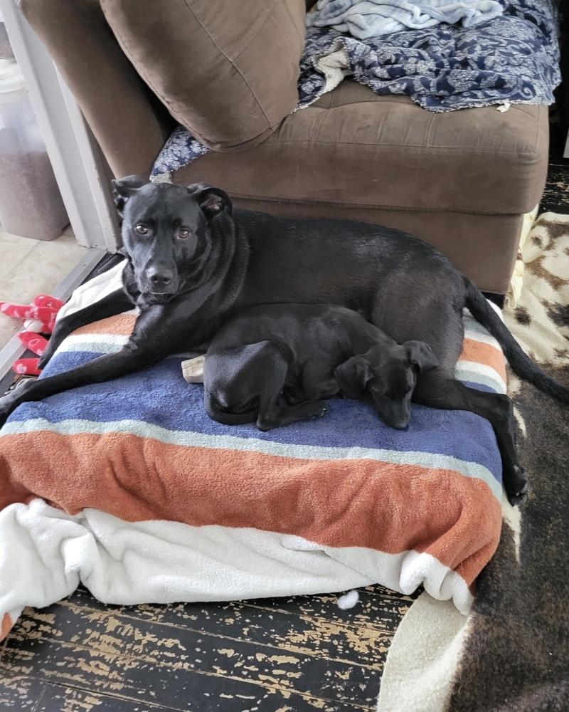 Comet (Winter Wonderland Litter) — thumbnail 3