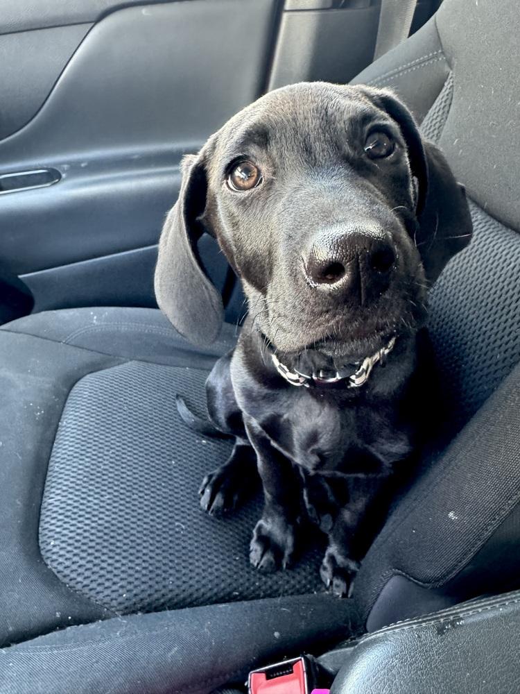 Comet (Winter Wonderland Litter) — thumbnail 5