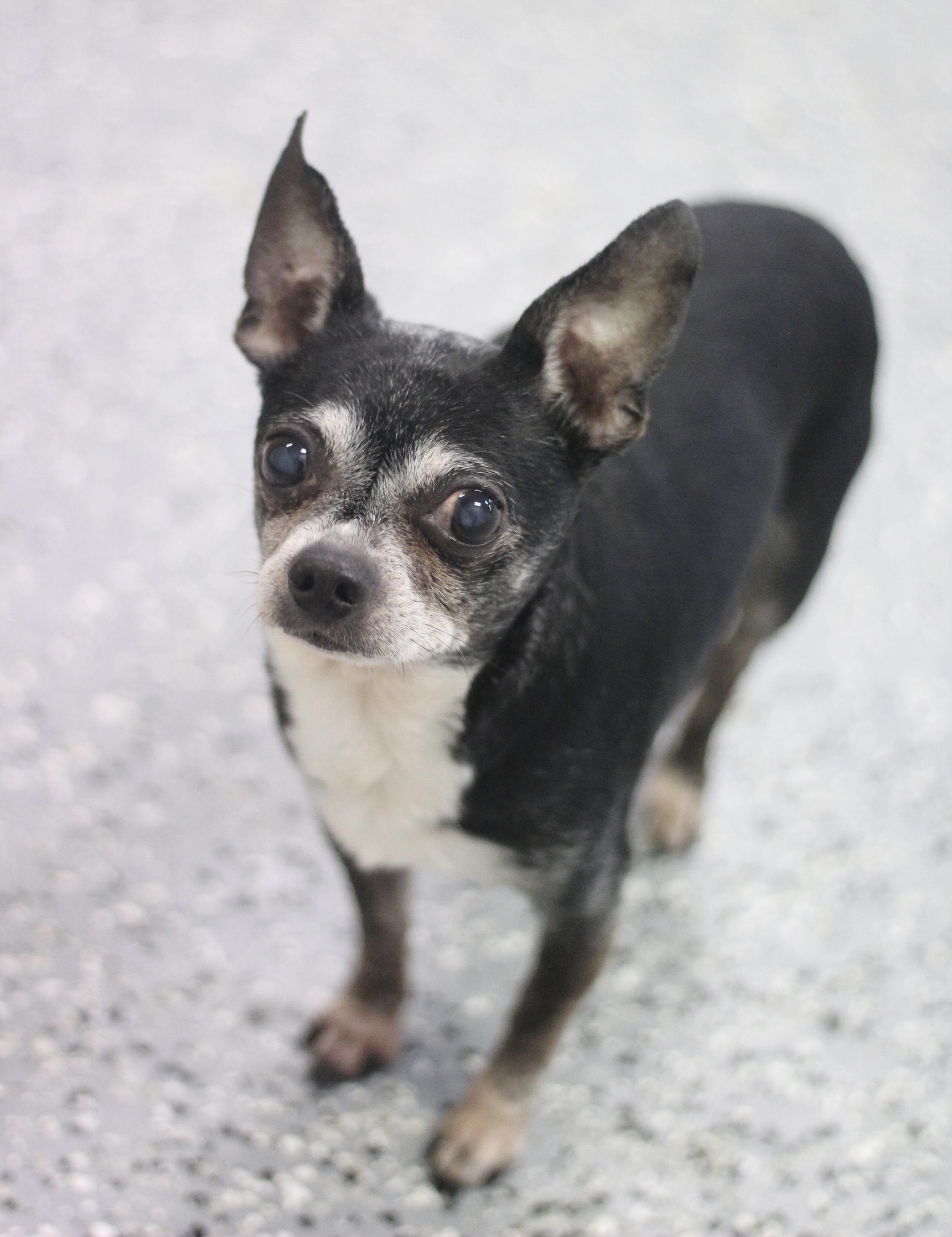 Enlarge Nicholson in NH! Come Meet our Adoptable Dogs Wednesday-Sunday. More info in Bio!, a Adoptable Chihuahua in Manchester, NH image 1/1