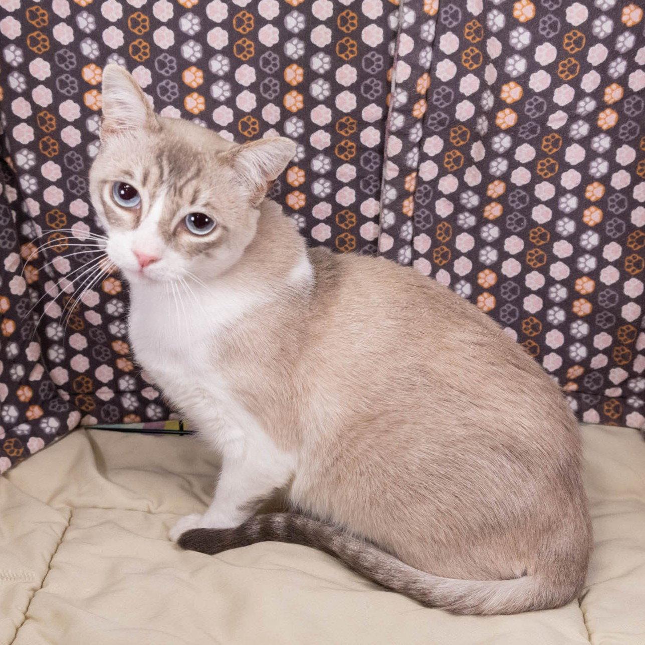 Enlarge Indigo, a Adopted mixed breed in Garland, TX image 2/3