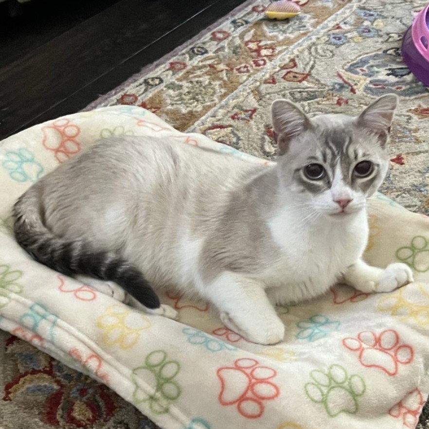 Enlarge Indigo, a Adopted mixed breed in Garland, TX image 3/3