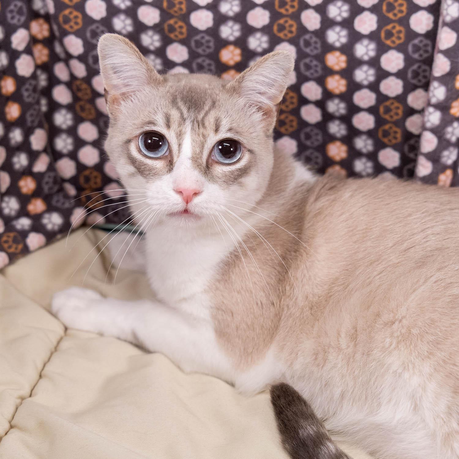 Indigo, Adopted, Adult Male Snowshoe & Siamese.