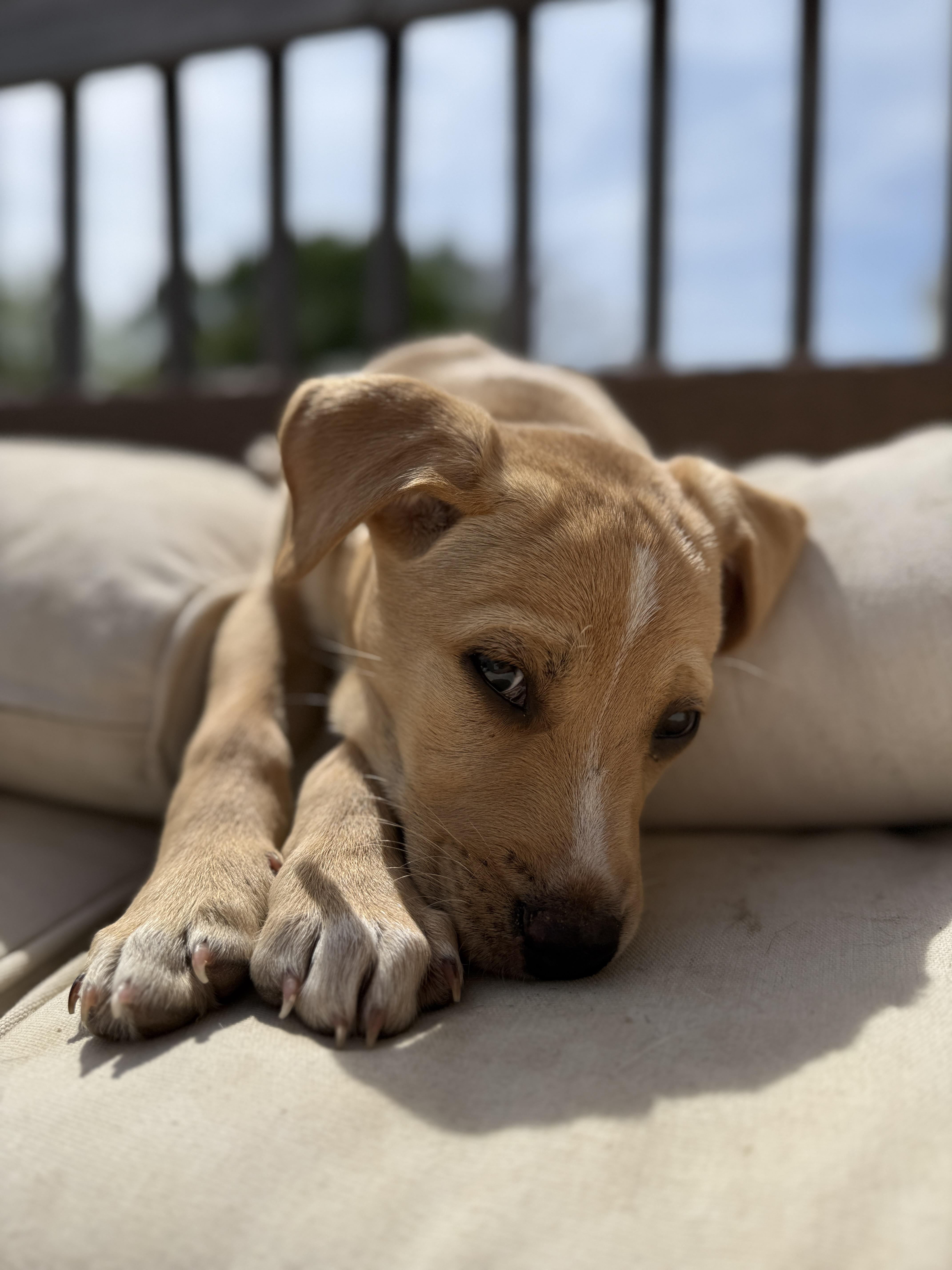 Phineas, ADOPTABLE, Puppy Male Labrador Retriever & Pit Bull Terrier.