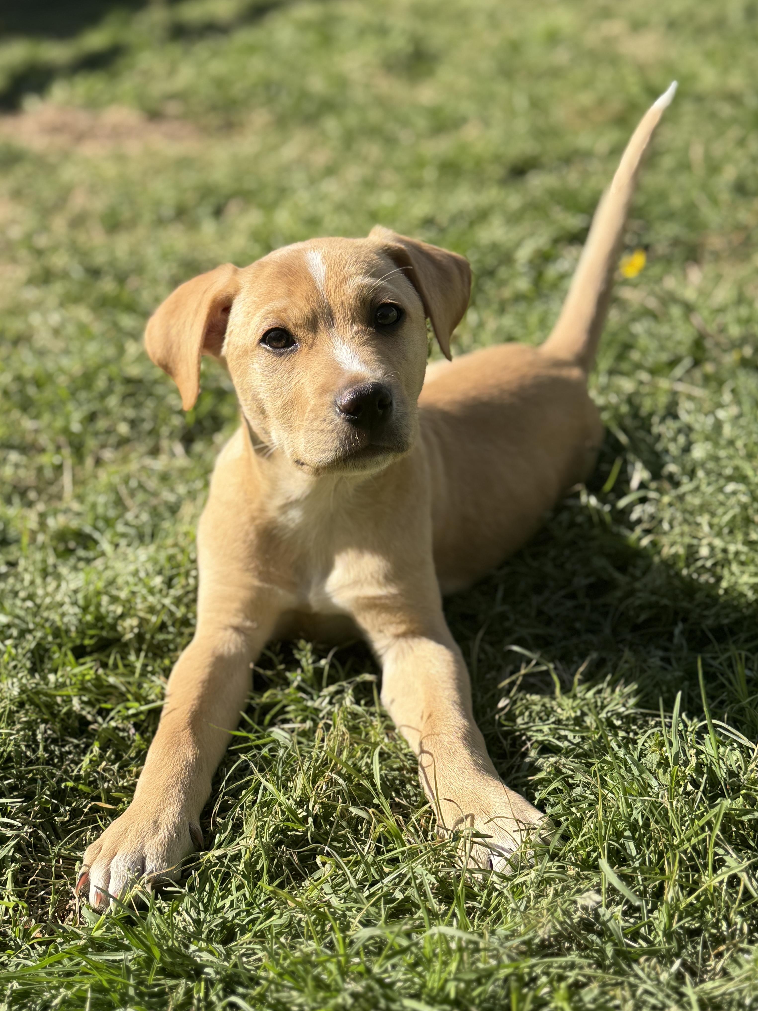 Enlarge Phineas, a ADOPTABLE mixed breed in Richmond, VA image 3/6