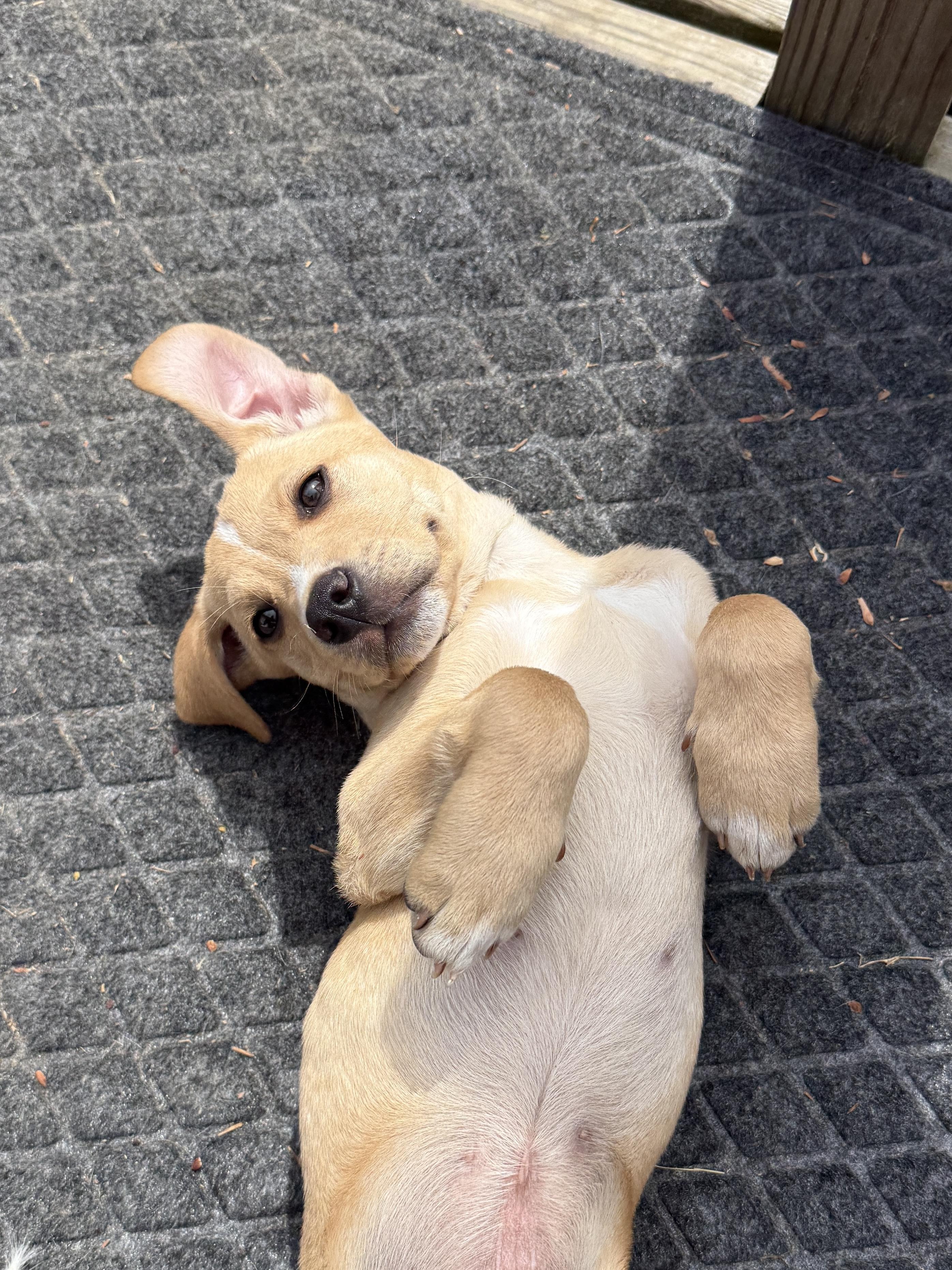 Enlarge Phineas, a ADOPTABLE mixed breed in Richmond, VA image 6/6