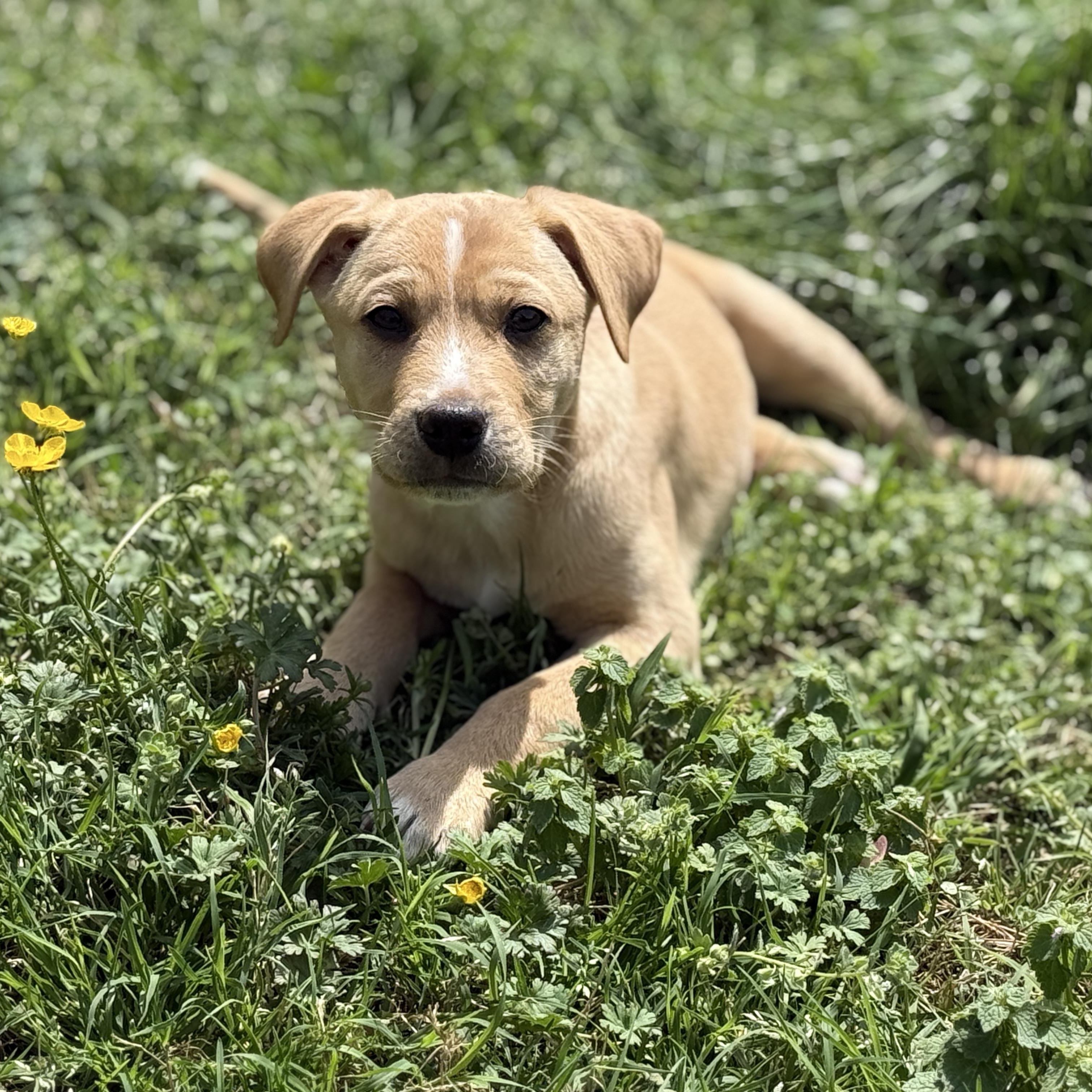 Enlarge Phineas, a ADOPTABLE mixed breed in Richmond, VA image 4/6