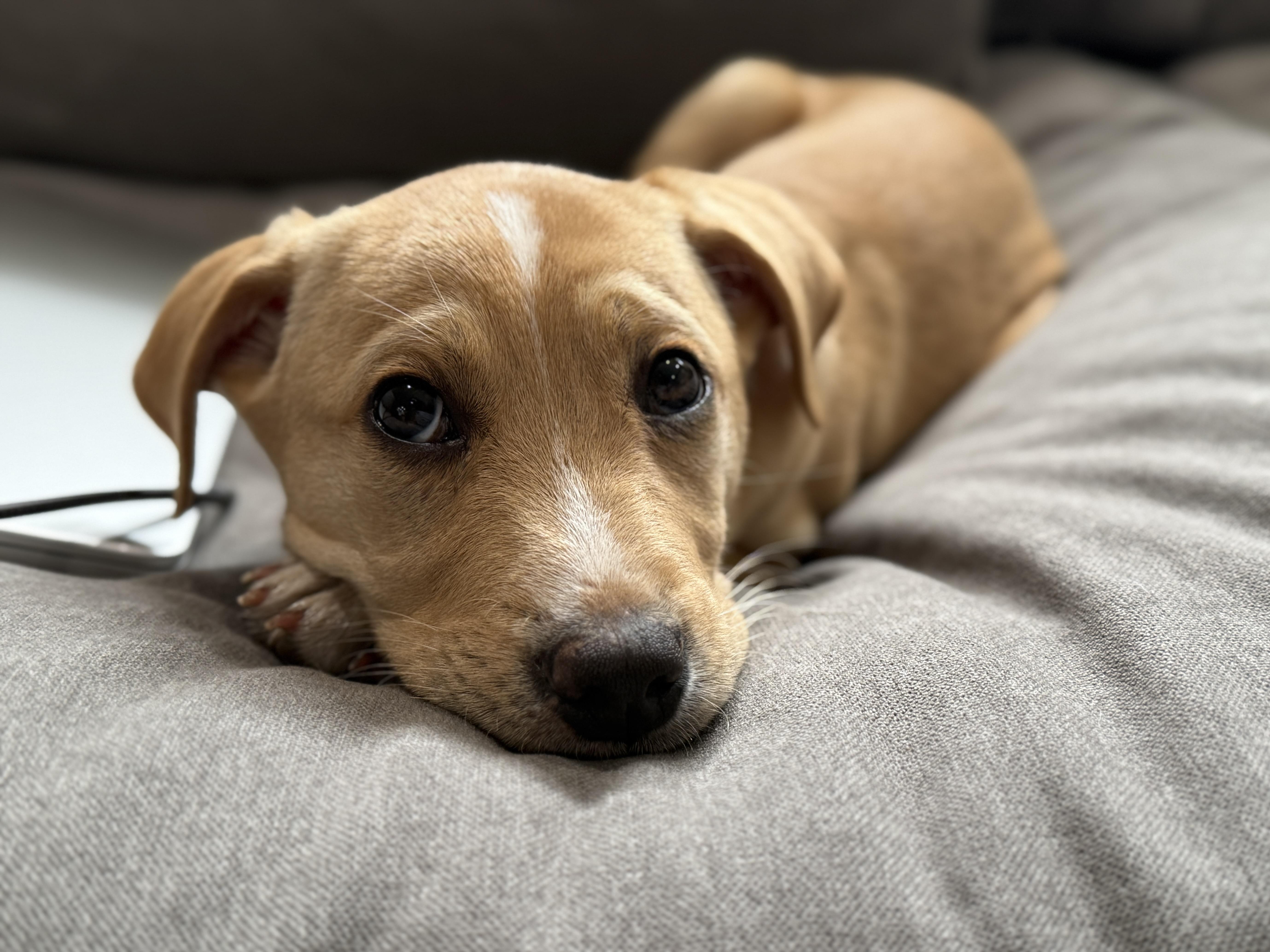 Enlarge Phineas, a ADOPTABLE mixed breed in Richmond, VA image 5/6