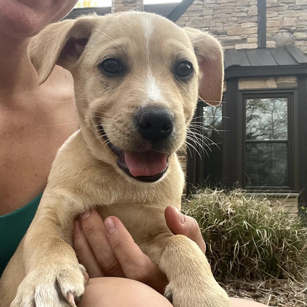 Phineas, ADOPTABLE, Puppy Male Labrador Retriever & Pit Bull Terrier.