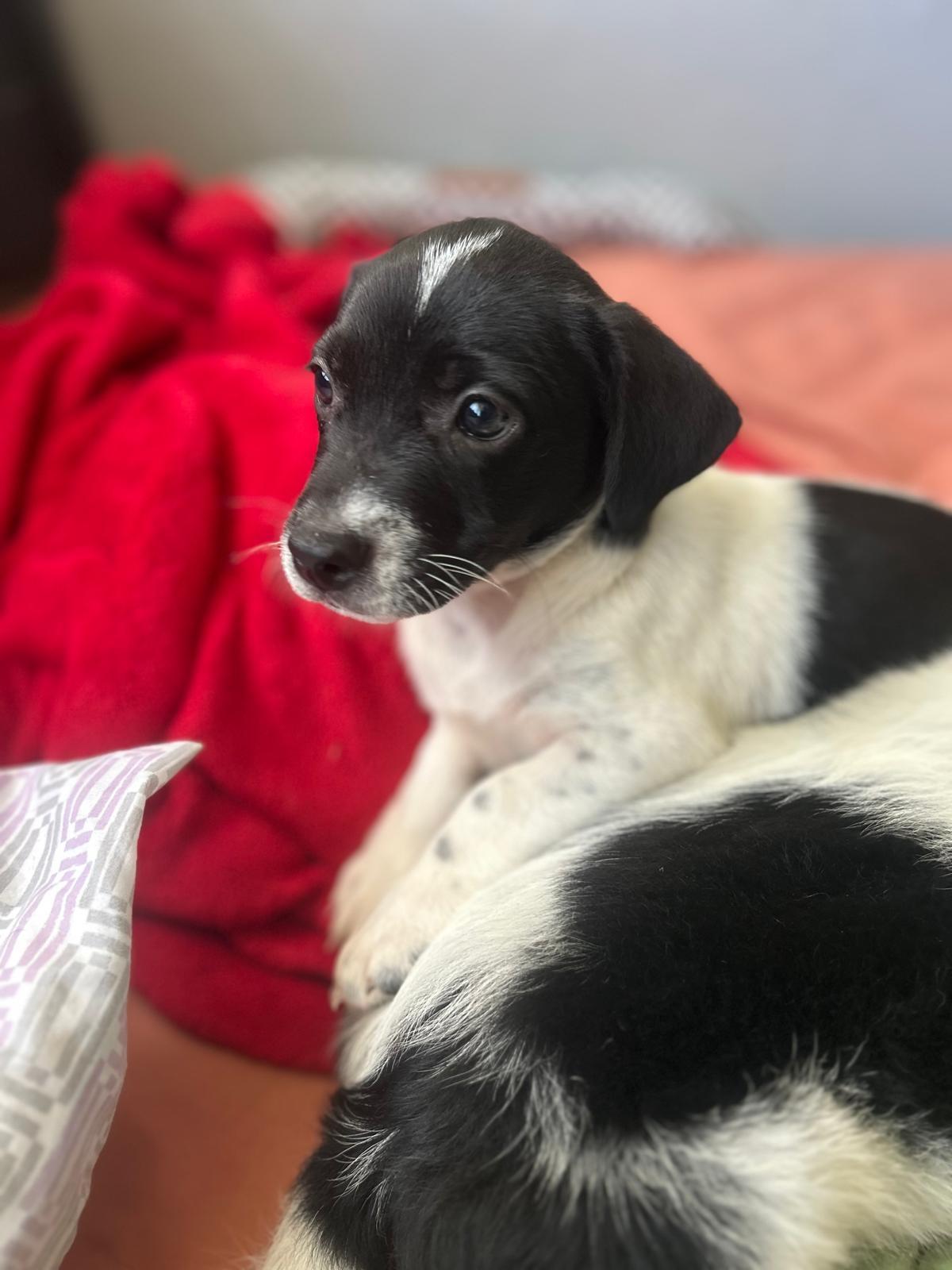 Enlarge Freud, a Adoptable mixed breed in Jersey City, NJ image 6/6