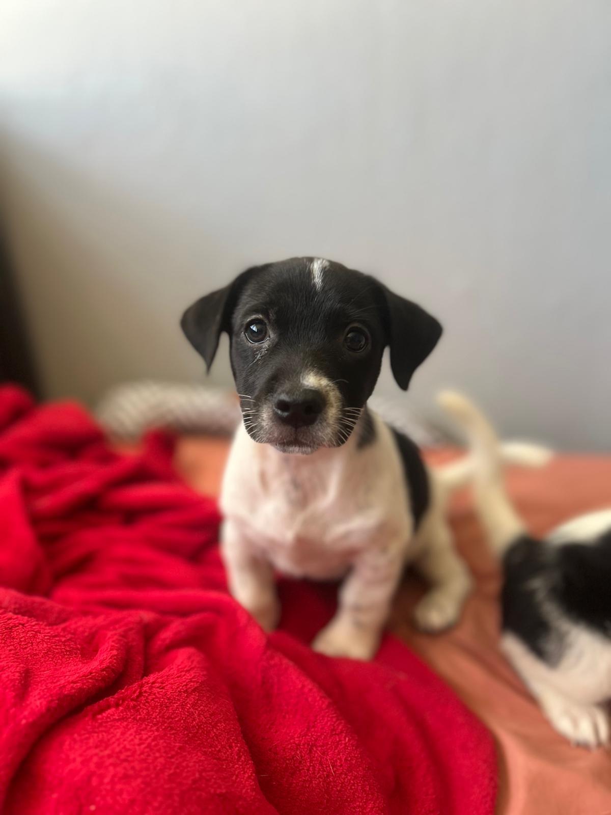 Enlarge Freud, a Adoptable mixed breed in Jersey City, NJ image 5/6