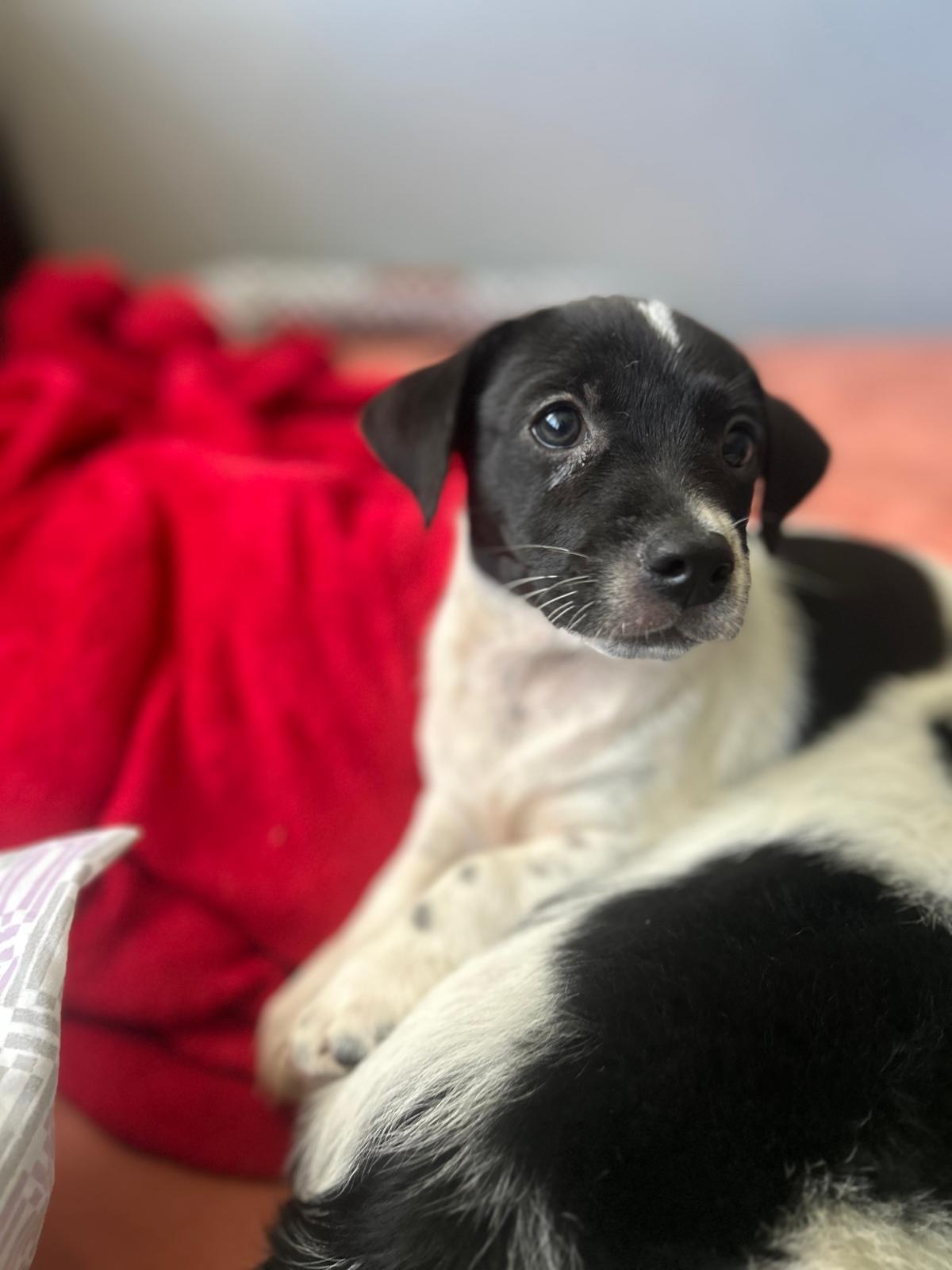 Enlarge Freud, a Adoptable mixed breed in Jersey City, NJ image 4/6