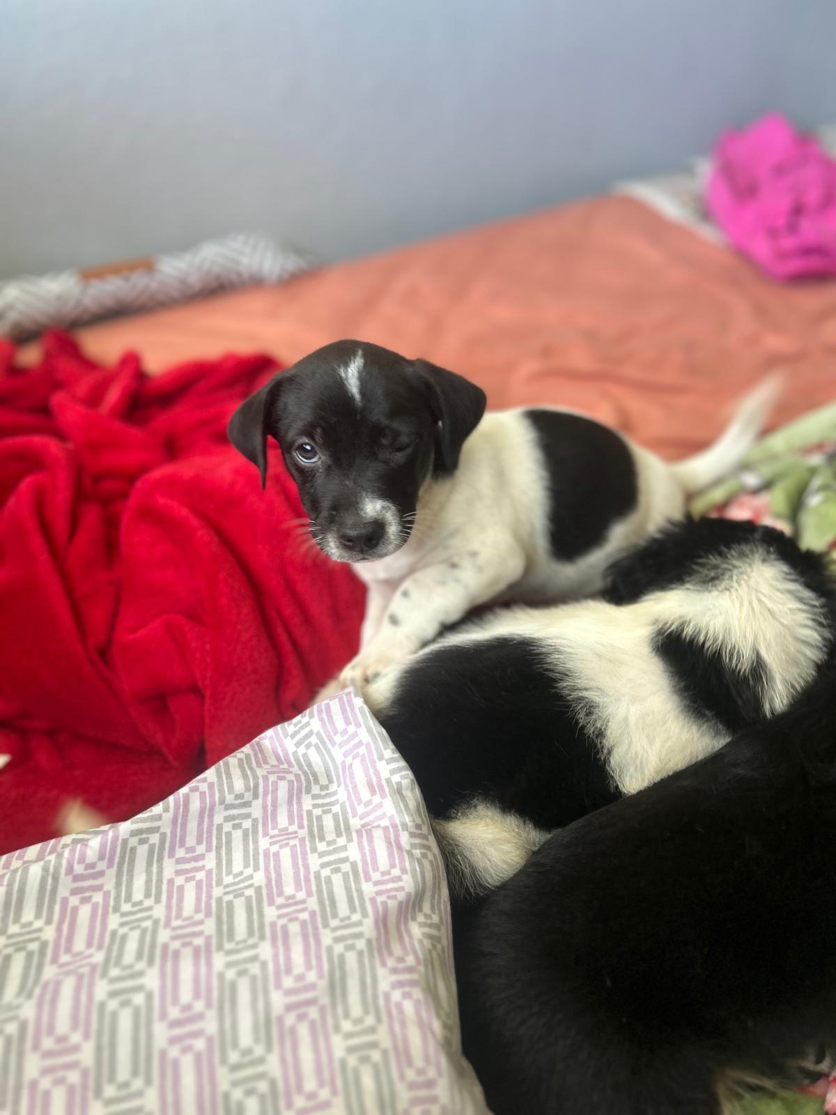 Enlarge Freud, a Adoptable mixed breed in Jersey City, NJ image 1/6