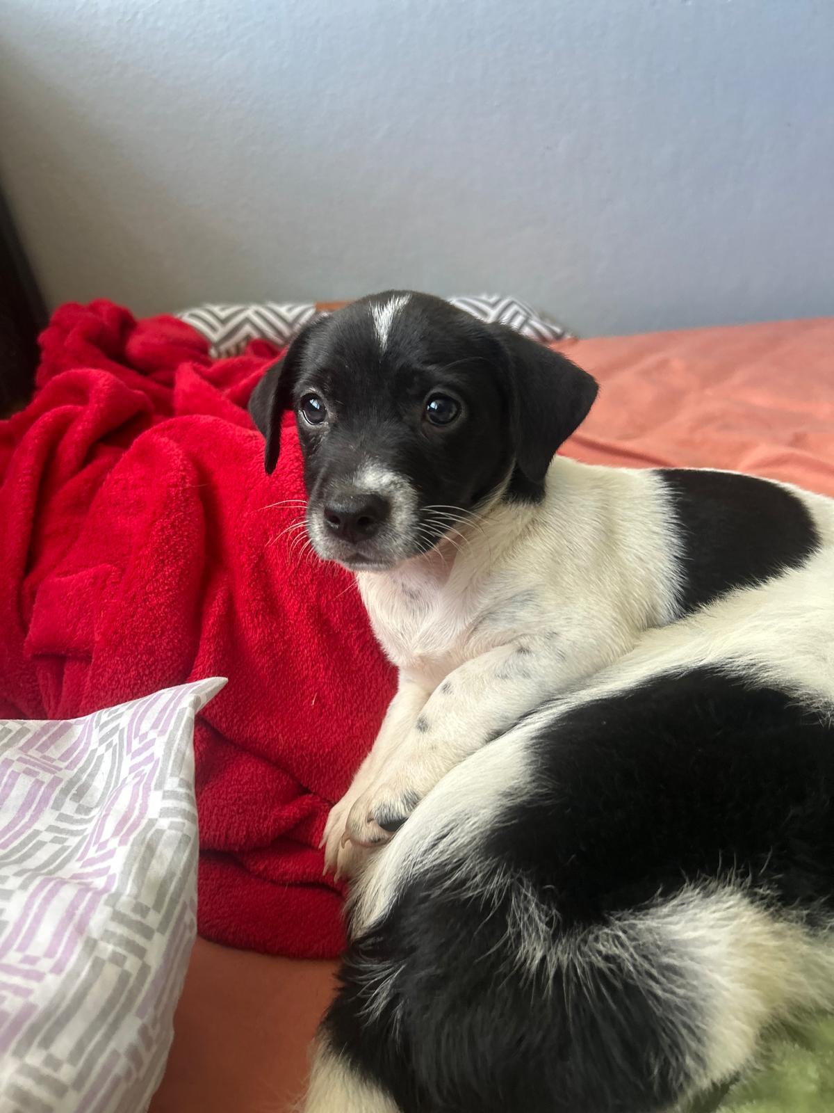 Enlarge Freud, a Adoptable mixed breed in Jersey City, NJ image 2/6