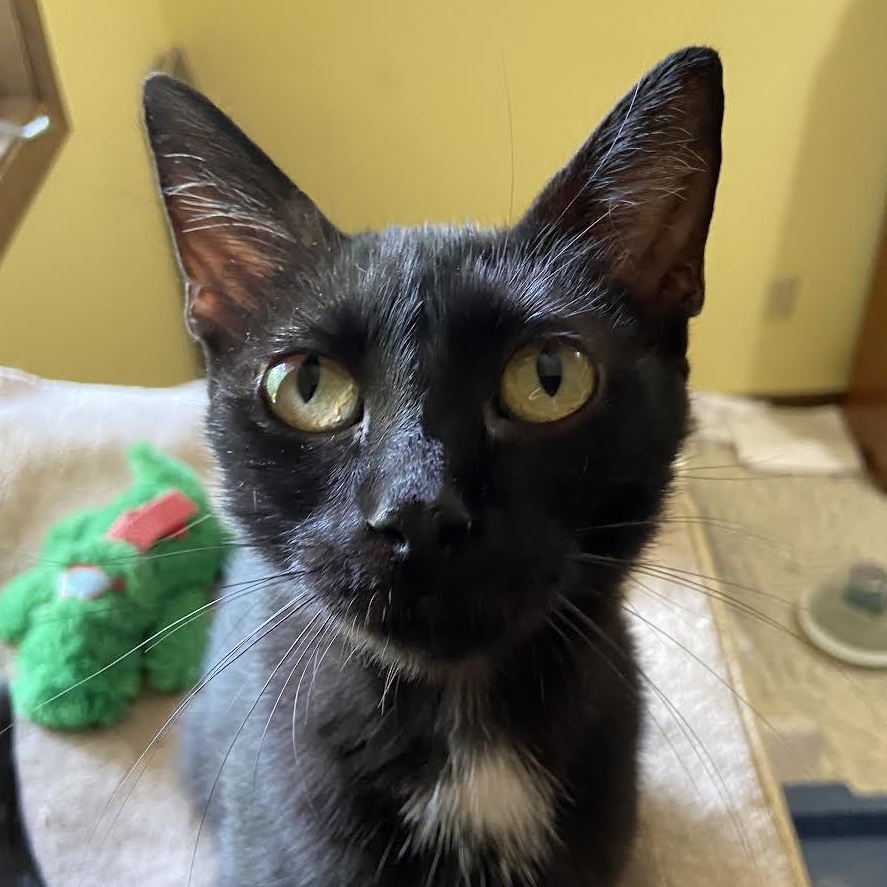 Enlarge Mama, a Adoptable Domestic Short Hair in Plymouth, MN image 1/3