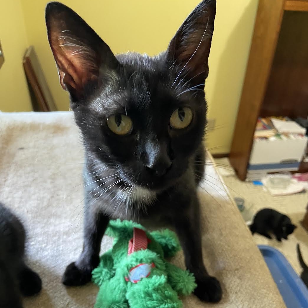 Enlarge Mama, a Adoptable Domestic Short Hair in Plymouth, MN image 2/3