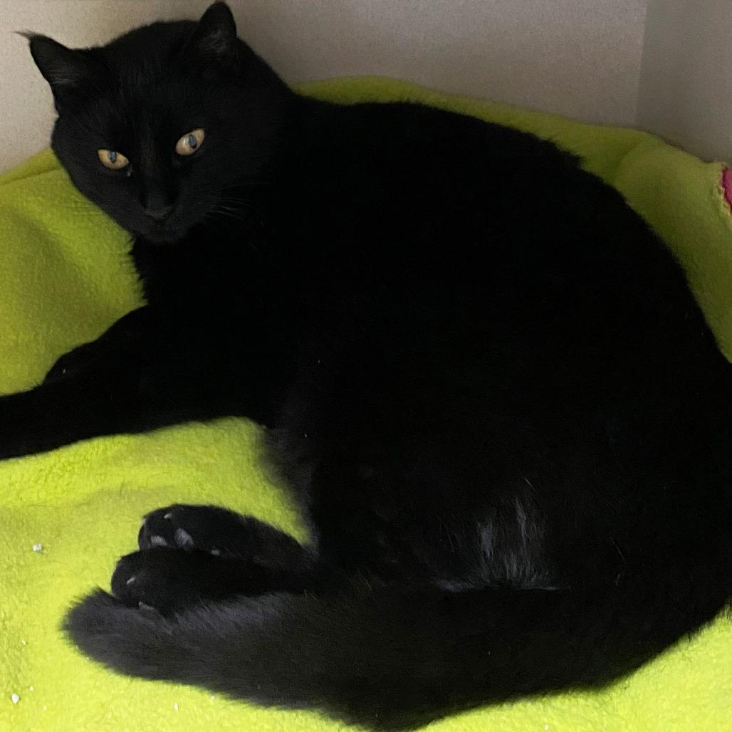 Padme, Adoptable, Young Female Domestic Short Hair.