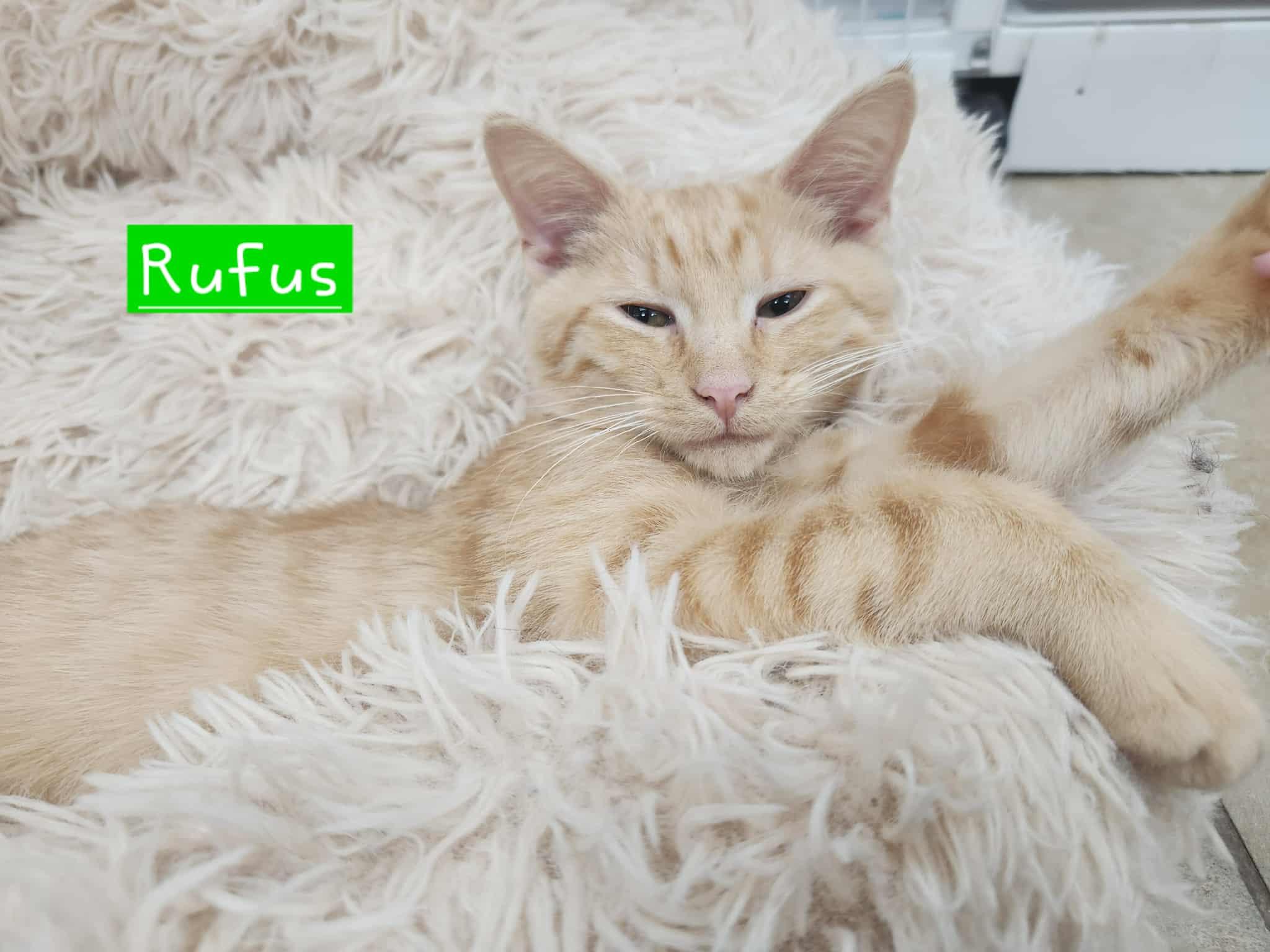 Rufus, Adoptable, Kitten Male Domestic Short Hair.