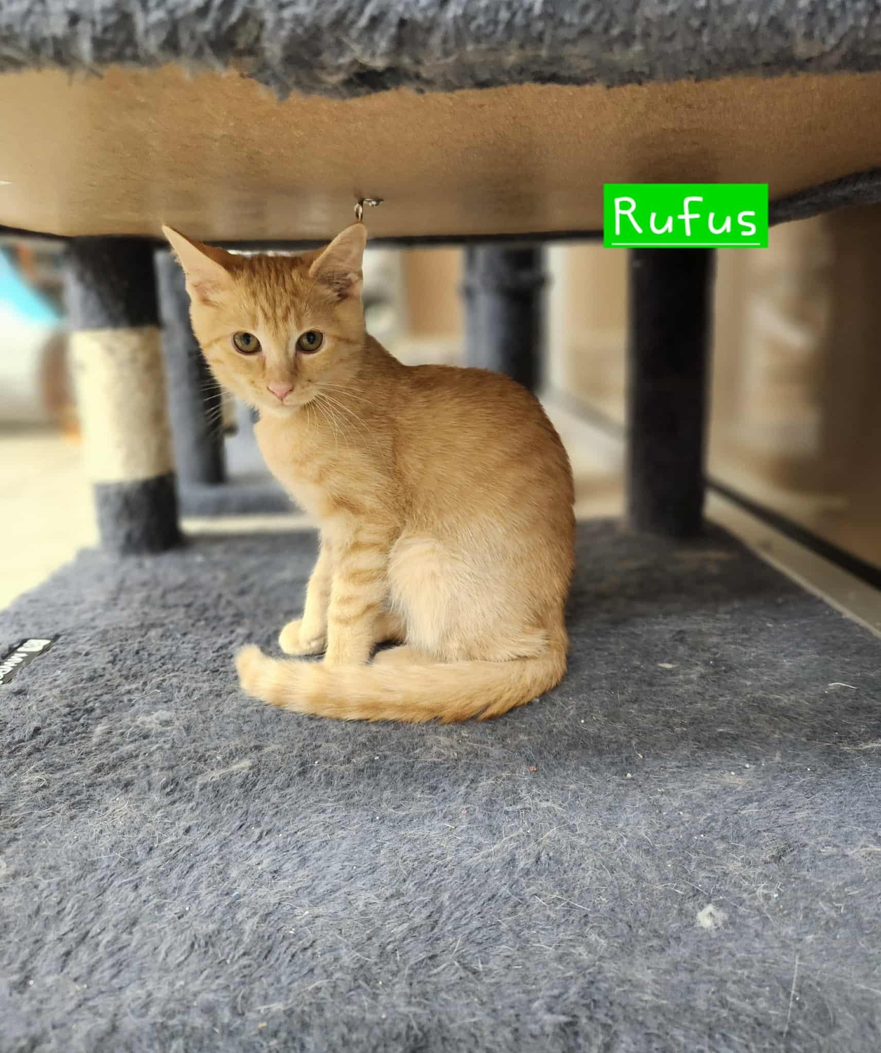 Rufus, a Adoptable Domestic Short Hair in Rochester, NY image 2/3