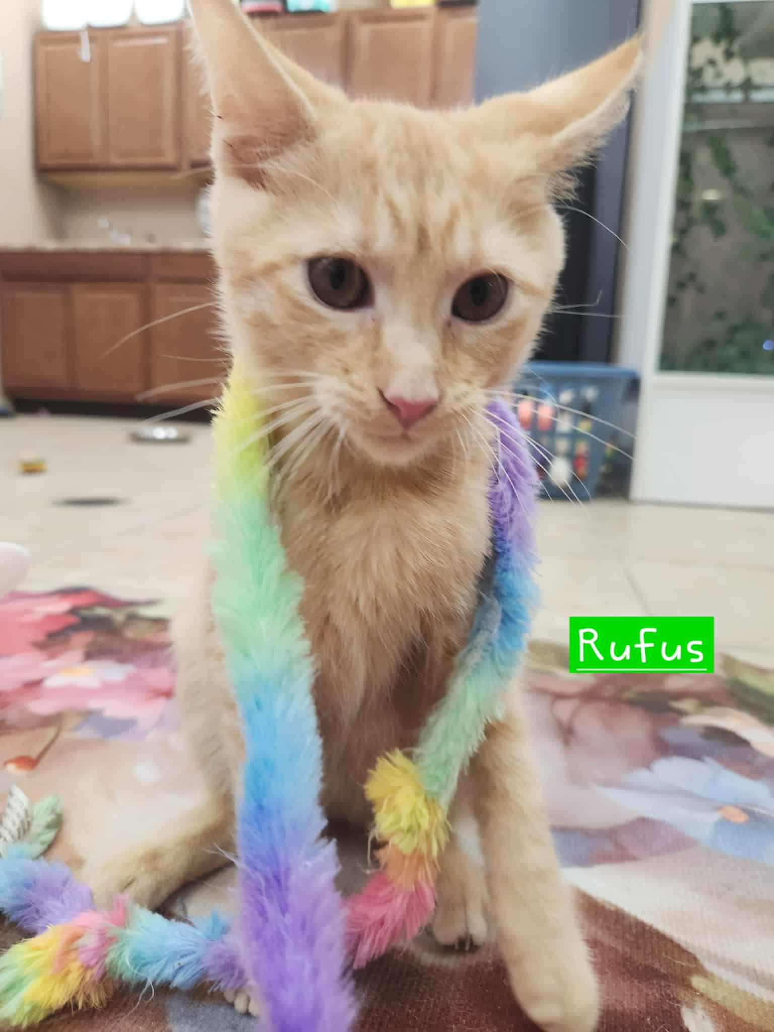Rufus, a Adoptable Domestic Short Hair in Rochester, NY image 3/3