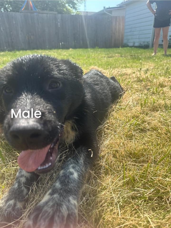 Enlarge Mickey, a Adopted mixed breed in St Henry, OH image 1/1