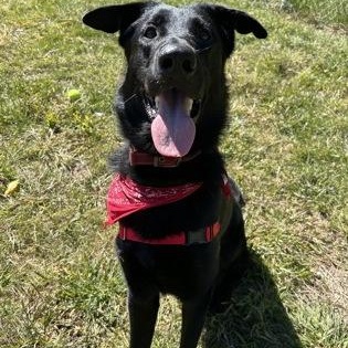Enlarge Payton, a Adopted mixed breed in Worcester, MA image 1/1