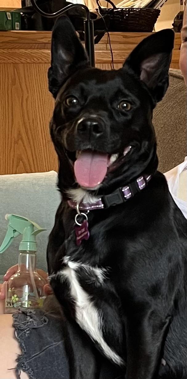 Jewel, an adoptable Cattle Dog, Schnauzer in Spokane, WA, 99207 | Photo Image 4