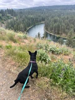 Jewel, an adoptable Cattle Dog, Schnauzer in Spokane, WA, 99207 | Photo Image 6
