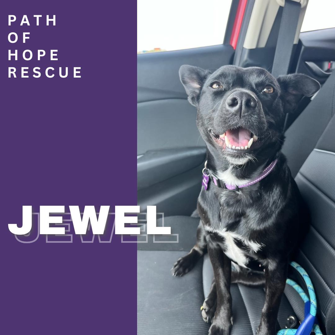 Jewel Cattle Dog Dog