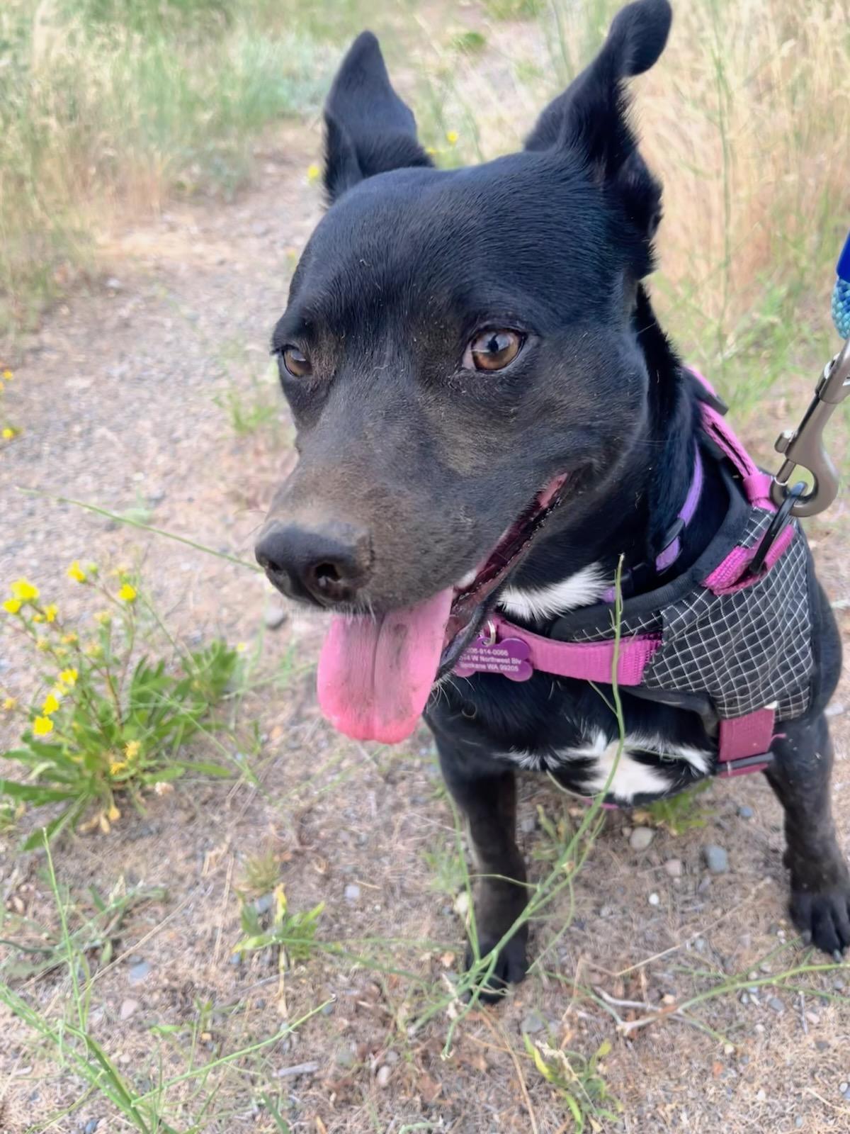 Jewel, an adoptable Cattle Dog, Schnauzer in Spokane, WA, 99207 | Photo Image 7
