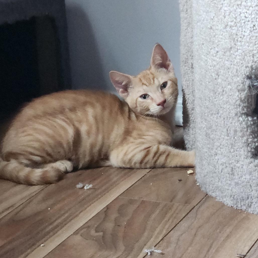 Icee, Adoptable, Young Male Domestic Short Hair.